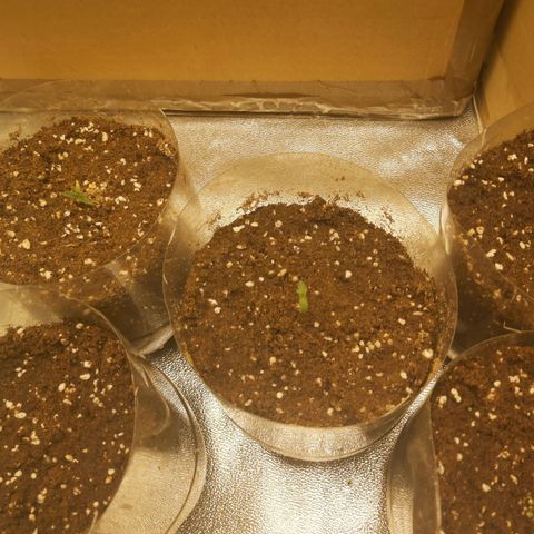 Skywalker OG growlog photo: Comienzo Etapa plantula