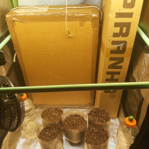 Skywalker OG growlog photo: Comienzo Etapa plantula