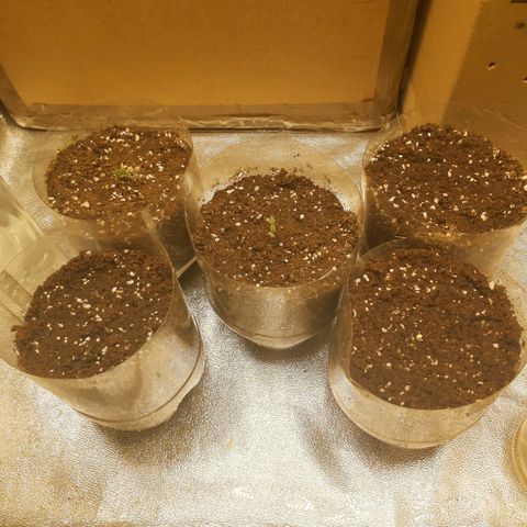 Skywalker OG growlog photo: Comienzo Etapa plantula