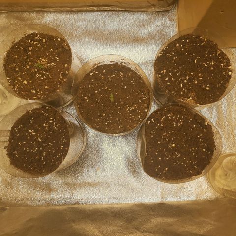 Skywalker OG growlog photo: Comienzo Etapa plantula