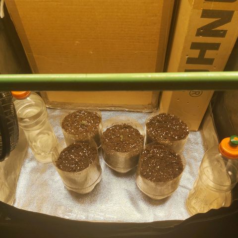 Skywalker OG growlog photo: Comienzo Etapa plantula
