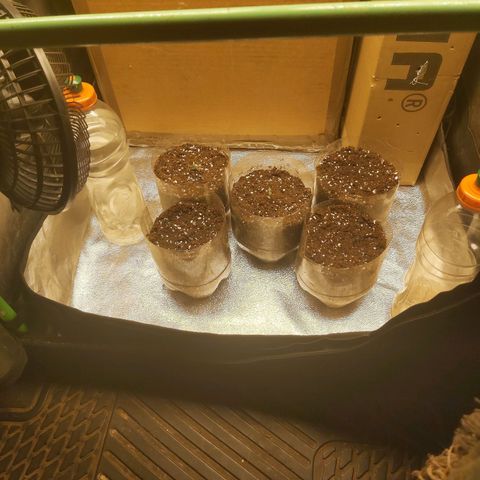 Skywalker OG growlog photo: Comienzo Etapa plantula