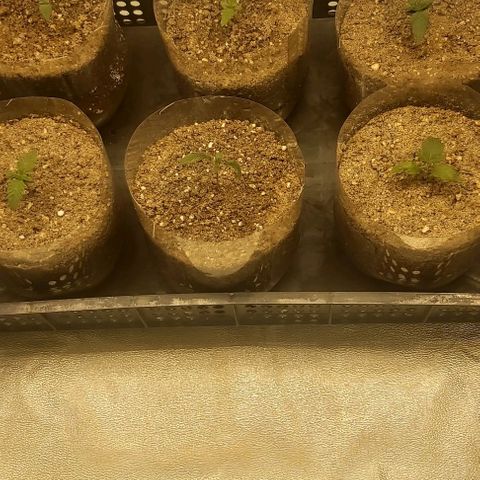 Skywalker OG growlog photo: Plantula