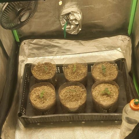 Skywalker OG growlog photo: Plantula