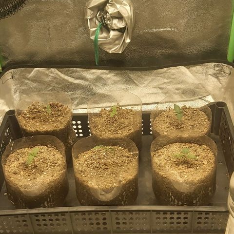 Skywalker OG growlog photo: Plantula
