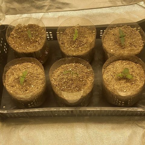 Skywalker OG growlog photo: Plantula
