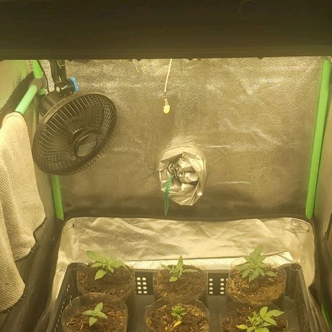 Skywalker OG growlog photo: Ultima semana enraisando