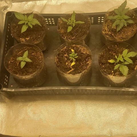 Skywalker OG growlog photo: Ultima semana enraisando