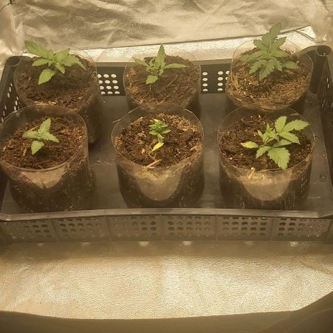 Skywalker OG growlog photo: Ultima semana enraisando