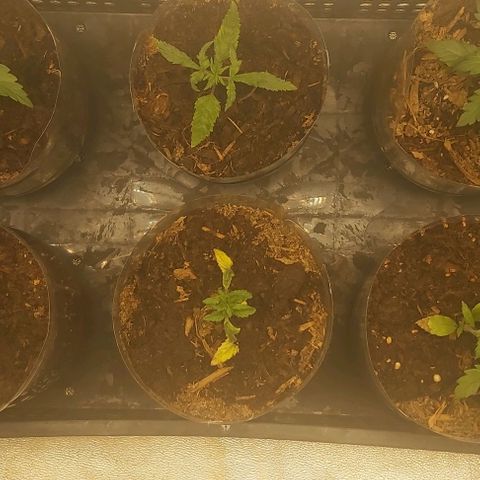 Skywalker OG growlog photo: Ultima semana enraisando