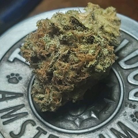 Skywalker OG growlog photo: Ultima semana enraisando