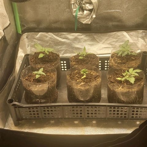 Skywalker OG growlog photo: Ultima semana enraisando