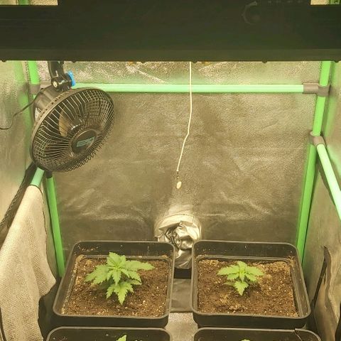 Skywalker OG growlog photo: Transplante a definiti