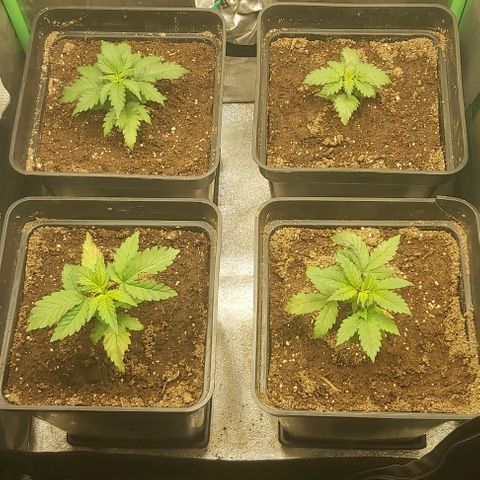 Skywalker OG growlog photo: Transplante a definiti
