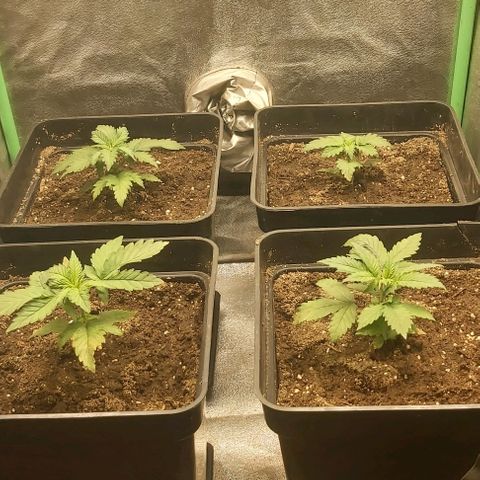 Skywalker OG growlog photo: Transplante a definiti