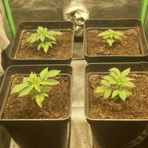 Skywalker OG growlog photo: Transplante a definiti