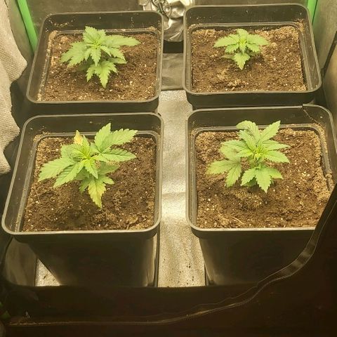 Skywalker OG growlog photo: Transplante a definiti