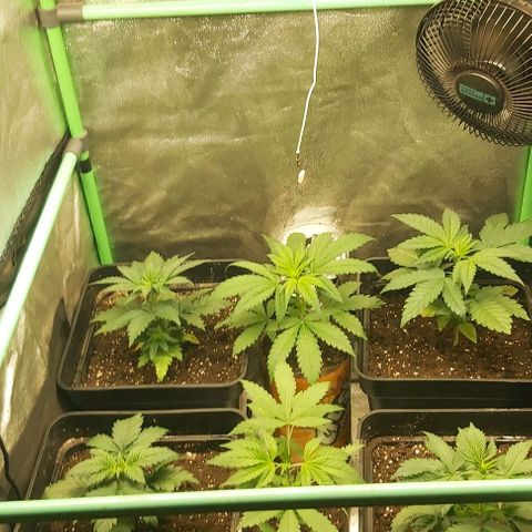 Skywalker OG growlog photo: Todas transplantadad