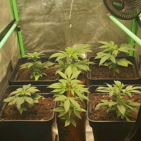 Skywalker OG growlog photo: Todas transplantadad