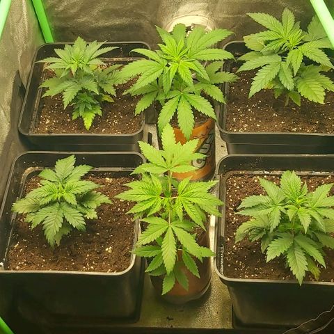 Skywalker OG growlog photo: Todas transplantadad