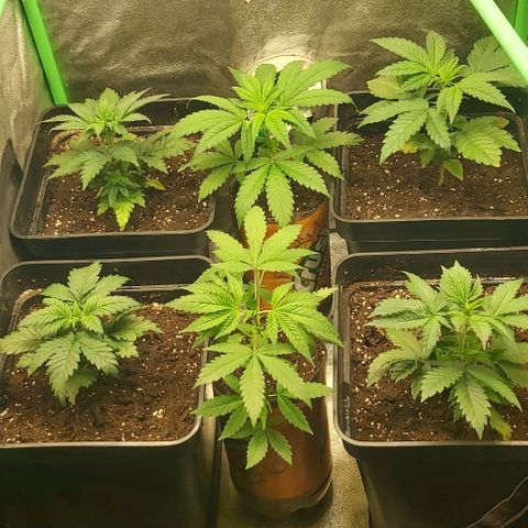Skywalker OG growlog photo: Todas transplantadad