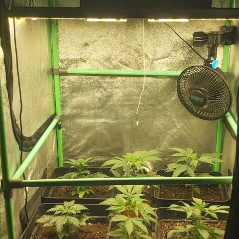 Skywalker OG growlog photo: Todas transplantadad