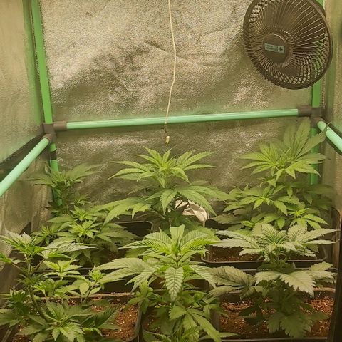 Skywalker OG growlog timeline photo