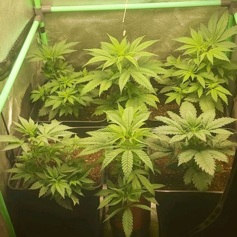 Skywalker OG growlog timeline photo