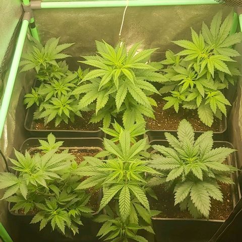 Skywalker OG growlog timeline photo