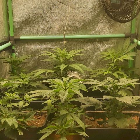 Skywalker OG growlog timeline photo