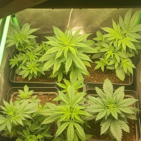 Skywalker OG growlog timeline photo