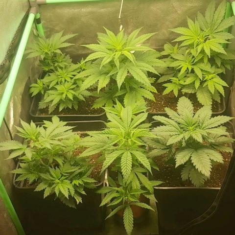 Skywalker OG growlog timeline photo
