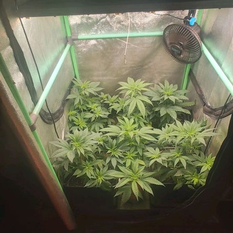 Skywalker OG growlog photo: Primera semana floracion.