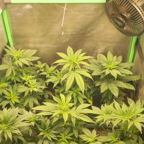 Skywalker OG growlog photo: Primera semana floracion.