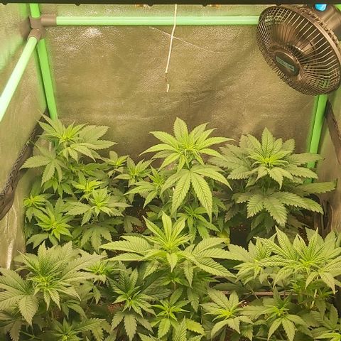 Skywalker OG growlog photo: Primera semana floracion.