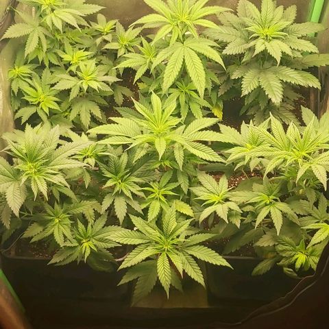 Skywalker OG growlog photo: Primera semana floracion.