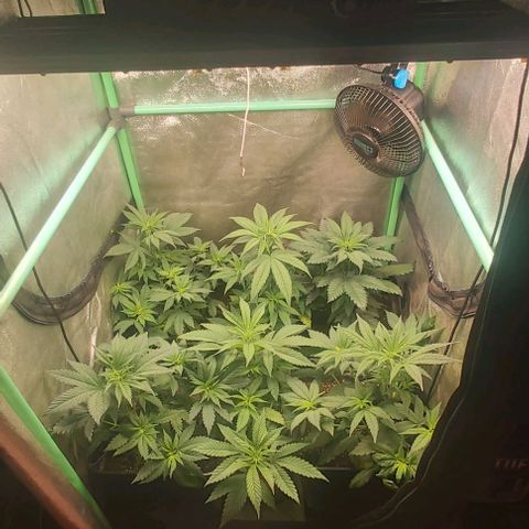 Skywalker OG growlog photo: Primera semana floracion.