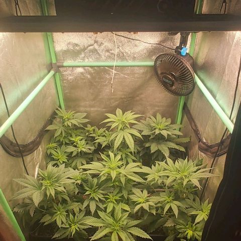 Skywalker OG growlog photo: Primera semana floracion.