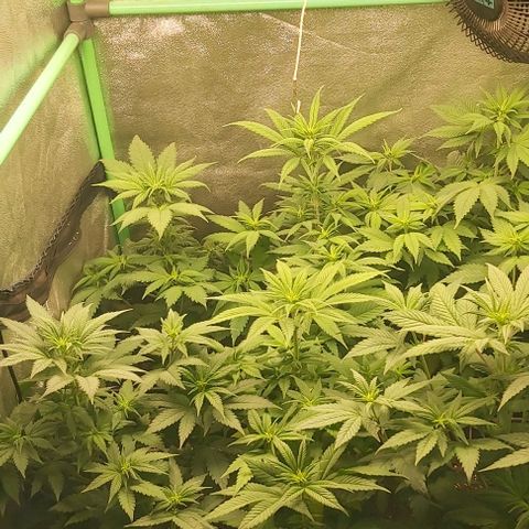 Skywalker OG growlog photo: Comienzo 2 semana flora