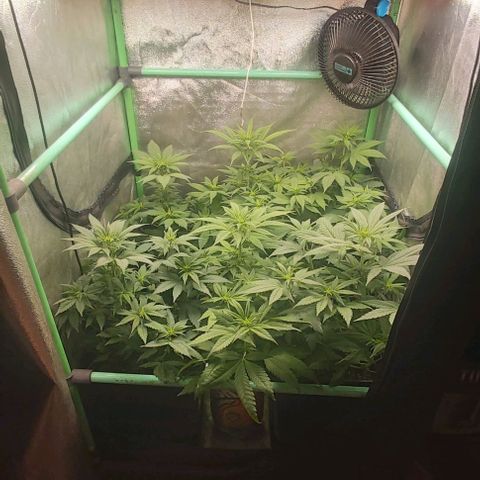 Skywalker OG growlog photo: Comienzo 2 semana flora