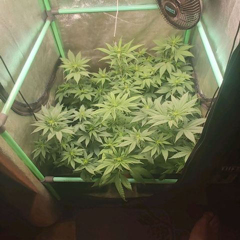 Skywalker OG growlog photo: Comienzo 2 semana flora