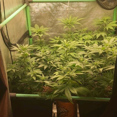 Skywalker OG growlog photo: Comienzo 2 semana flora