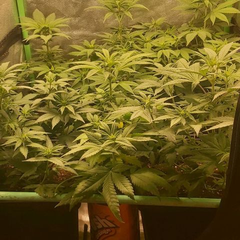 Skywalker OG growlog photo: Comienzo 2 semana flora