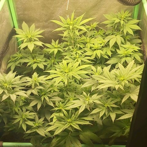 Skywalker OG growlog photo: Comienzo 2 semana flora