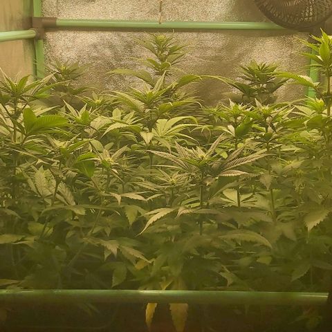 Skywalker OG growlog photo: Comienzo 3 semana flora
