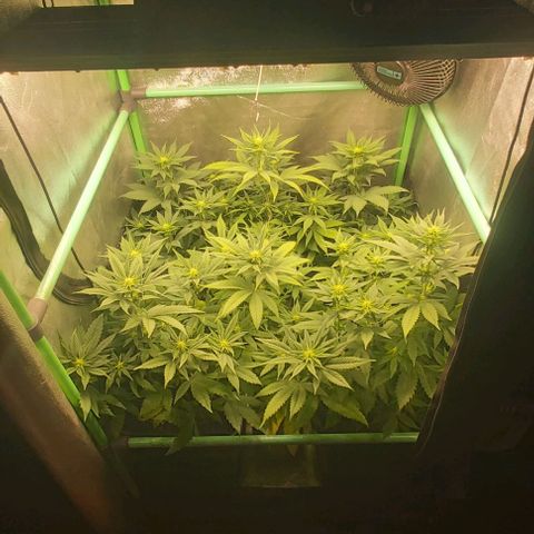 Skywalker OG growlog photo: Comienzo 3 semana flora
