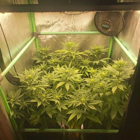 Skywalker OG growlog photo: Comienzo 3 semana flora