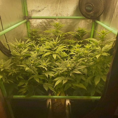 Skywalker OG growlog photo: Comienzo 3 semana flora