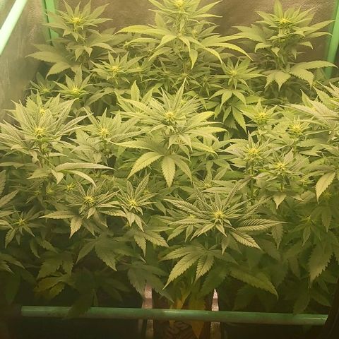 Skywalker OG growlog photo: Comienzo 3 semana flora