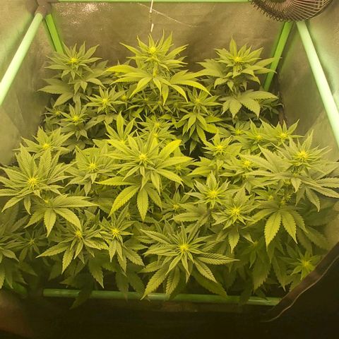 Skywalker OG growlog photo: Comienzo 3 semana flora